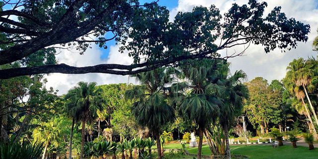 Curepipe Botanical Garden (6)